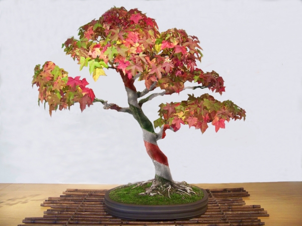 Creation of bonsai cane: Step 3